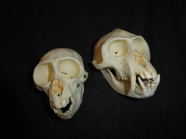 Vervet monkey female and male skull replicas. Museum-quality polyurethane resin casts.