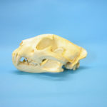 african-leopard-male-skull-CARB0528