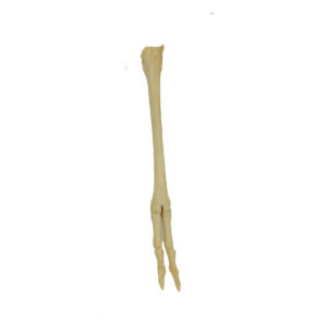 american pronghorn fore foot