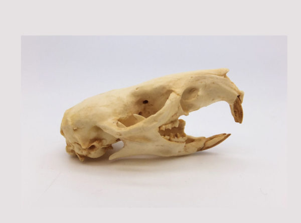 australian water rat skull facing right