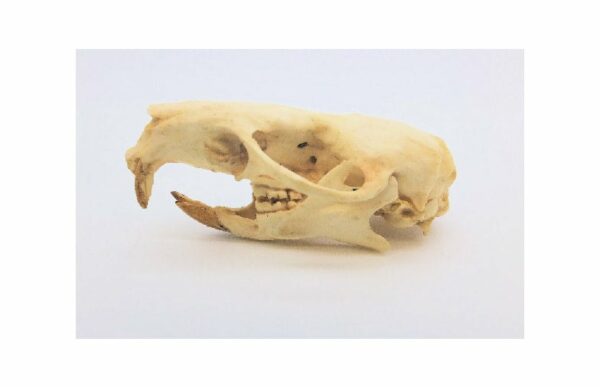 australian water rat skull left RS385