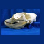 california elephant seal female skull