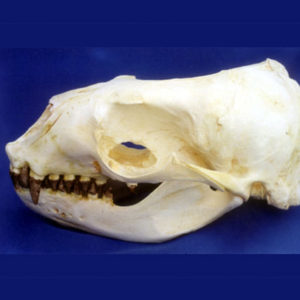 california sea lion female skull
