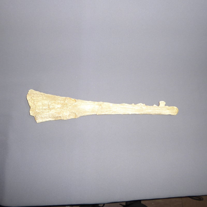 cosgriffius-skull-replica-right-S041