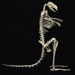eastern grey kangaroo skeleton
