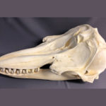 false killer whale skull