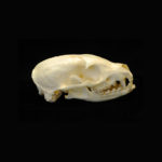 flat-headed-kusimanse-skull-replica-CADJL0042