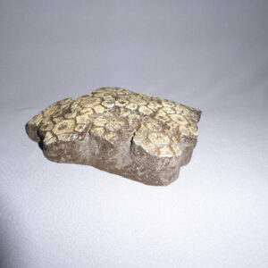 GLYPTOTHERIUM FLORIDANUM SCUTE REPLICA SIDE VIEW M11