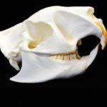 greater cane rat skull