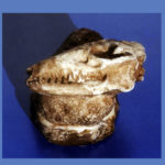 leptictis skull replica