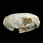 lesser grison skull replica