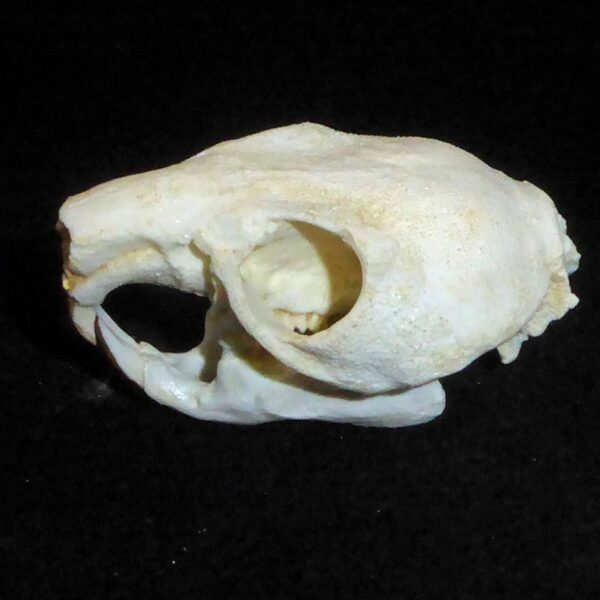 maned rat skull replica facing left CA12211