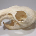 maned rat skull replica facing left