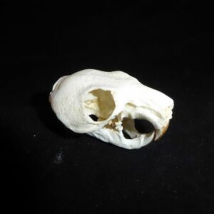 maned rat skull replica facing right close up CA12211