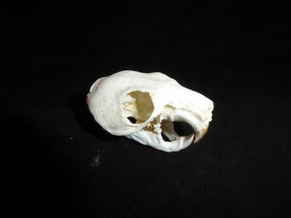 maned rat skull replica facing right close up CA12211