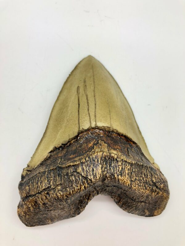 megalodon shark tooth replica T310