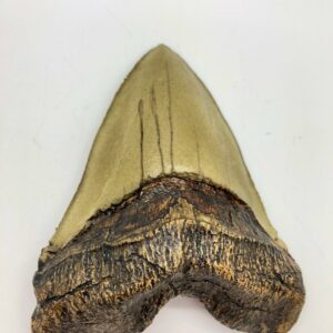megalodon shark tooth replica T310