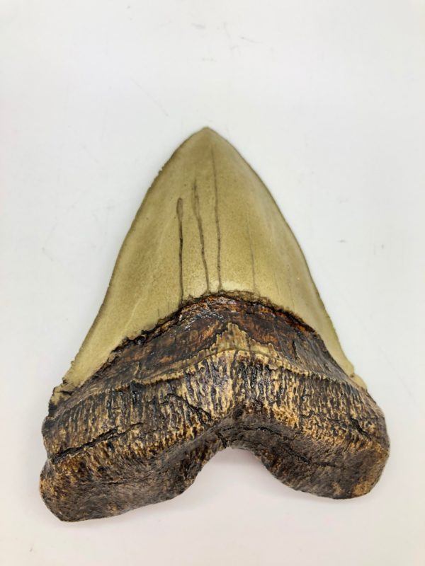 megalodon shark tooth replica