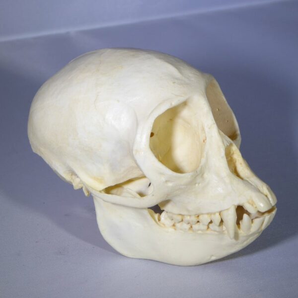 mona monkey female skull facing right RS603