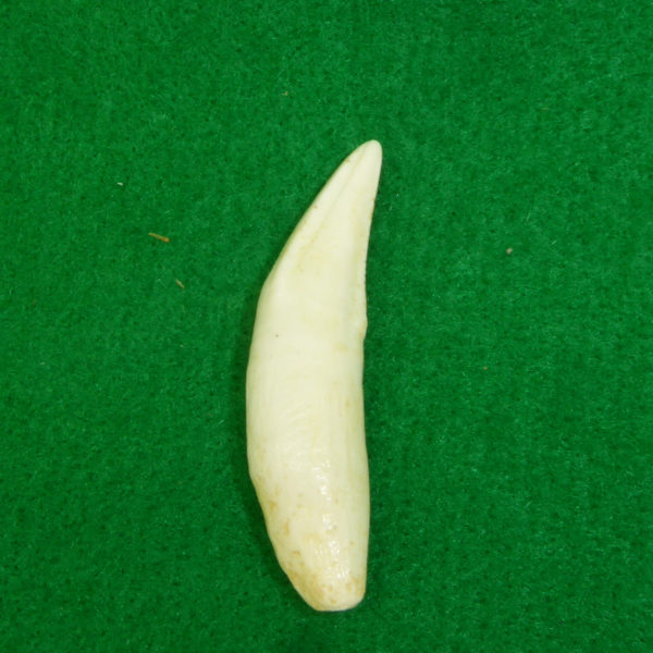 mountain lion canine tooth