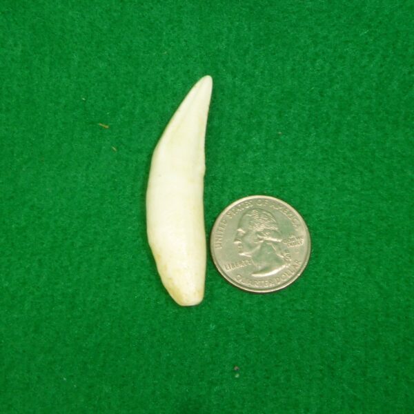 mountain lion canine tooth replica t320