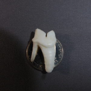 mountain lion molar replica