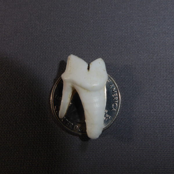 mountain lion molar replica