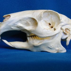 patagonian mara skull replica facing left