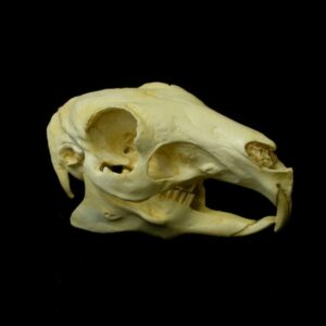 patagonian mara skull replica facing left CARB0636