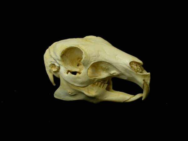 patagonian mara skull replica facing left CARB0636