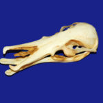 platypus skull replica