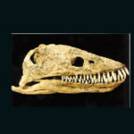 plesiosaur skull replica