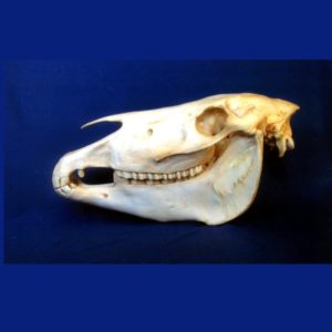 przewalskis horse skull replica