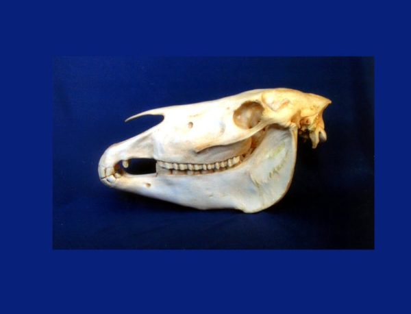 przewalskis horse skull replica