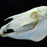 przewalskis horse skull replica