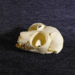 pygmy slow loris skull