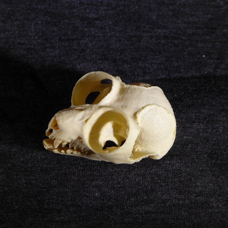 pygmy-slow-loris-skull-replica-top-view