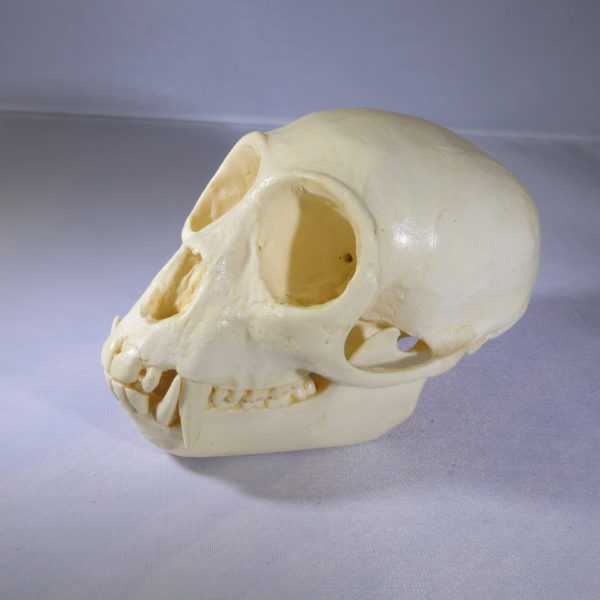 red-eared monkey skull replica