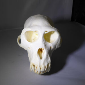 rhesus monkey skull replica facing forward RS613