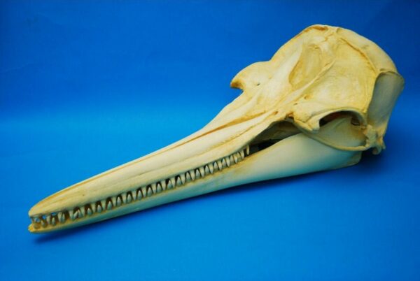 rough toothed dolphin female skull close up CA16451