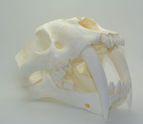 saber-toothed cat skull natural