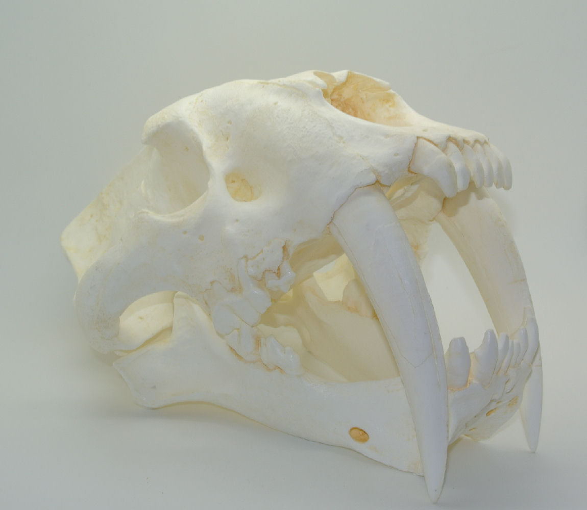 SaberToothed Cat Skull Natural Skeletons and Skulls Superstore