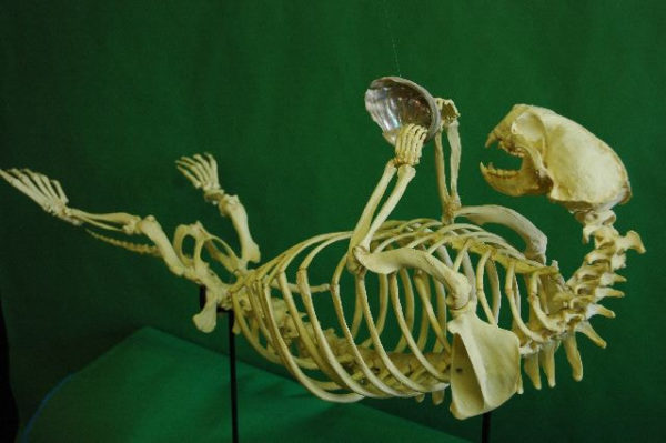 sea otter disarticulated skeleton