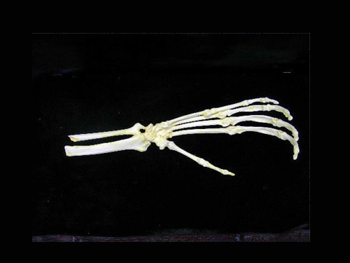 siamang gibbon articulated hand