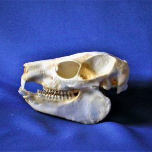 southern tree hyrax skull