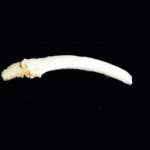 spotted seal baculum replica