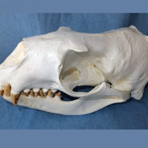 Sea Lion Skulls