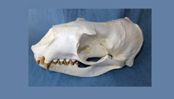 steller sea lion female skull