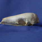 sunda-pangolin-skull-replica-CADJL0017