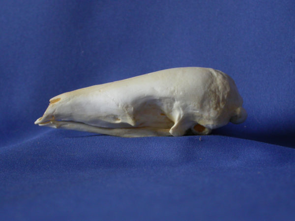 sunda pangolin skull replica